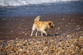 Golden retriever dog on a pebble beach Royalty Free Stock Photo