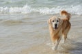 Golden Retriever Dog Play on the beach Royalty Free Stock Photo