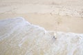 Golden retriever dog playing with ball at the beach Royalty Free Stock Photo