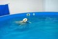 golden retriever dog playing with ball in the swimming pool. Pet rehabilitation in water. Royalty Free Stock Photo