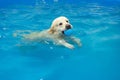 golden retriever dog playing with ball in the swimming pool. Pet rehabilitation in water. Royalty Free Stock Photo