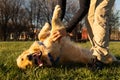 A Golden Retriever dog playing with his owner at the park Royalty Free Stock Photo
