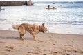 Golden Retriever dog playing at sandy Porto da Barra beach