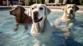 golden retriever dog playing in the swimming pool. Pet rehabilitation in water Royalty Free Stock Photo