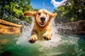 Golden Retriever dog playing in the water Royalty Free Stock Photo