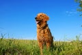 Golden retriever dog portrait