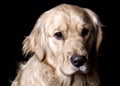 Golden Retriever Dog - Black Background Portrait