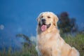 Golden Retriever dog portrait in mountain landscape.