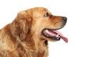 Golden Retriever dog portrait. Side view