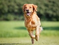 Golden retriever dog Royalty Free Stock Photo