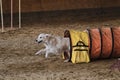 Golden retriever dog quickly runs out of tunnel and sand flies from under its paws. Speed and agility, sports with pet. Agility