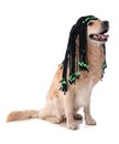Golden retriever dog with a rasta wig Royalty Free Stock Photo