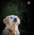 Golden retriever dog ready to catch a dog treat Royalty Free Stock Photo