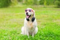 Golden Retriever dog in red sunglasses with headphones listens music on grass Royalty Free Stock Photo