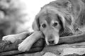 Golden Retriever Dog Resting 2