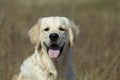 Golden Retriever Dog resting in grass