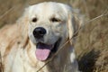 Golden Retriever Dog resting in grass