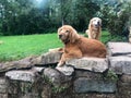 Golden Retriever dog rests atop stone garden wall.