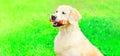 Golden Retriever dog with a rubber bone toy is sitting Royalty Free Stock Photo