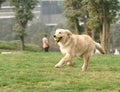 Golden retriever dog running with ball Royalty Free Stock Photo