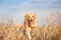 Golden retriever dog running Royalty Free Stock Photo