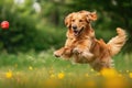 Golden Retriever dog running to catch ball in park Royalty Free Stock Photo