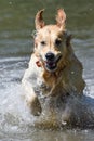Detail of a golden retriever dog runs free jumping and diving into the water and making many sketches with dramatic faces