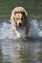 Golden retriever dog runs free jumping and diving into the water and making many sketches with dramatic faces Royalty Free Stock Photo