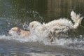 Golden retriever dog runs free jumping and splashing into the water and making many sketche