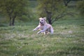 Golden retriever dog runs and jumps happy in a meadow in spring