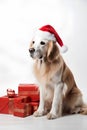 Golden retriever dog in Santa Claus Christmas red hat near the gift boxes with ribbons on white background Royalty Free Stock Photo