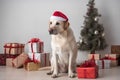 Golden retriever dog in Santa Claus Christmas red hat sitting near the gift boxes with ribbons, Christmas tree on background Royalty Free Stock Photo