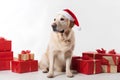 Golden retriever dog in Santa Claus Christmas red hat sitting near the gift boxes with ribbons on white background Royalty Free Stock Photo