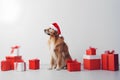 Golden retriever dog in Santa Claus Christmas red hat sitting near the gift boxes with ribbons on white background with space for Royalty Free Stock Photo