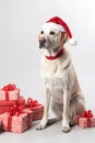 Golden retriever dog in Santa Claus Christmas red hat sitting near the gift boxes on white background Royalty Free Stock Photo