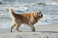 Golden retriever dog at the sea Royalty Free Stock Photo
