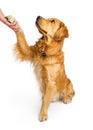 Golden Retriever Dog Shaking Hands Royalty Free Stock Photo