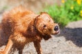 Golden Retriever dog shaking wet fur Royalty Free Stock Photo