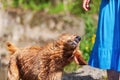 Golden Retriever dog shaking wet fur Royalty Free Stock Photo