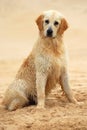 Golden Retriever dog sitting