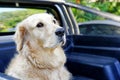 Golden retriever dog sitting in the back of pick up truck Royalty Free Stock Photo