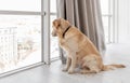 Golden retriever dog at home interior Royalty Free Stock Photo