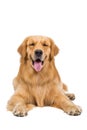 Golden retriever dog sitting on isolated white background Royalty Free Stock Photo