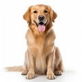 Golden Retriever dog sitting isolated on white background. Studio shot Royalty Free Stock Photo