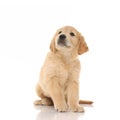 Golden retriever dog sitting and looking up at something Royalty Free Stock Photo