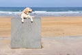 Golden Retriever dog sitting on a stone pedestal next to the beach