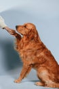 Golden retriever dog is sitting in the studio against background and giving his paw to the woman\'s hand Royalty Free Stock Photo