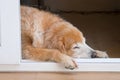 Golden retriever dog sleeping at the door Royalty Free Stock Photo