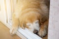 Golden retriever dog sleeping at the door Royalty Free Stock Photo