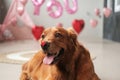 Golden Retriever dog with a small red heart on its nose. Valentines day dog.